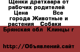 Щенки дратхаара от рабочих родителей › Цена ­ 22 000 - Все города Животные и растения » Собаки   . Брянская обл.,Клинцы г.